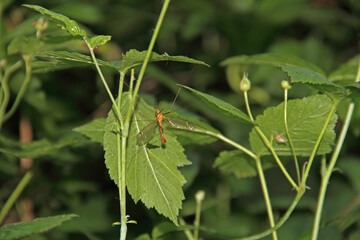Tipulinae