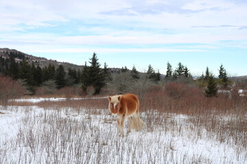 Auburn Pony in Snow