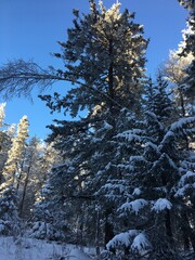 snow covered pine trees