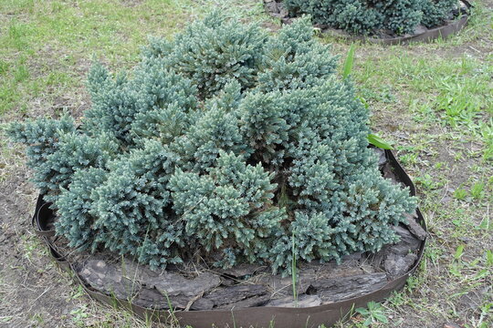 Compact Bush Of Juniperus Squamata In May