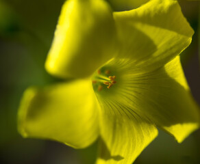 Yellow bell flower