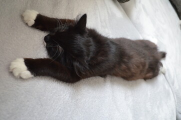 Kater süß