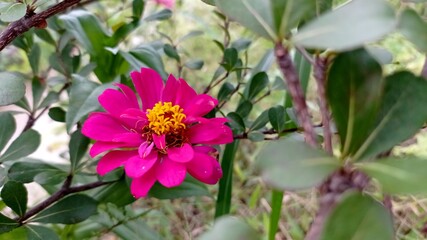 Obraz premium pink flower at the park