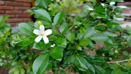 white flowers in the garden