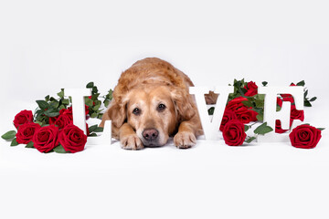 Valentinstags Hund