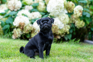 Little cute black Pug puppy dog in front of white flowers