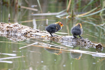 Two nestling fulica atra stands on a log against the backdrop of a pond.