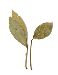 Dried laurel leaves on a white isolated background.