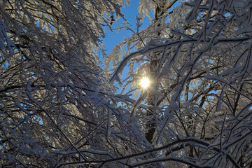 Paysage d'hiver, neige dans les montagnes, les Vosges en hiver sous la neige, branches sous la neige