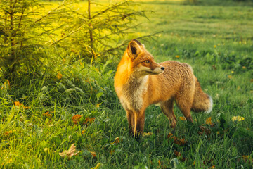 Wild red fox in the forest in the evening. Cute animal in nature habitat, vulpes vulpes.