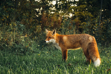 Wild red fox in the forest in the evening. Cute animal in nature habitat, vulpes vulpes.