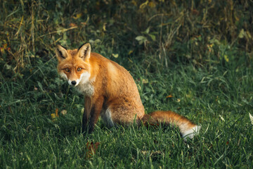 Wild red fox in the forest in the evening. Cute animal in nature habitat, vulpes vulpes.