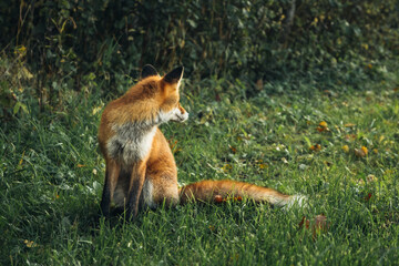 Wild red fox in the forest in the evening. Cute animal in nature habitat, vulpes vulpes.