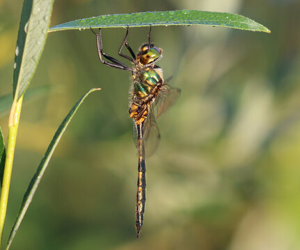Gefleckte Smaragdlibelle - Yellow-spotted Emerald