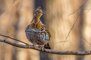 Ruffed Grouse (Bonasa umbellus) perched on a bare tree limb during autumn. Selective focus, background blur and foreground blur.
