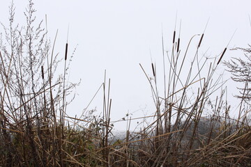 Obraz premium Dry reeds stand on the shore against the background of a frozen winter lake