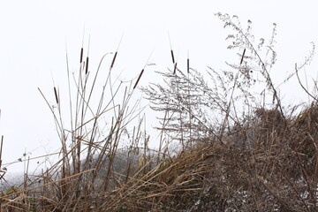 
Dry reeds stand on the shore against the background of a frozen winter lake