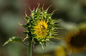 bee on a sunflower