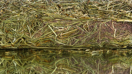 fresh hay dry grass for domestic animals feeding, close-up view