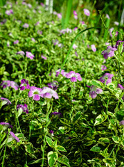 Obraz premium small flowers in the morning