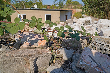 Demolition of a building in Halle Saale
