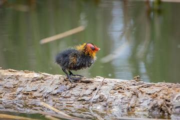 One nestling fulica atra stands on a log against the backdrop of a pond.