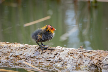 One nestling fulica atra stands on a log against the backdrop of a pond.