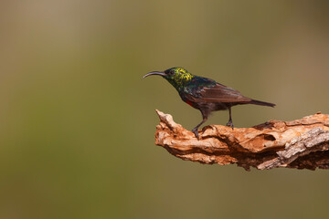 Marico Sunbird (Cinnyris mariquensis) sitting on a branch, in a  Game Reserve, South Africa