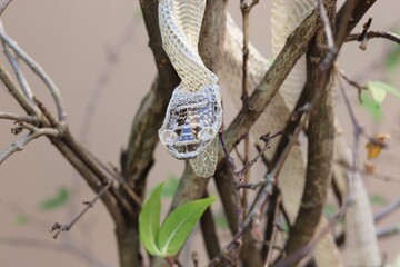 Snake skin stains on tree in garden