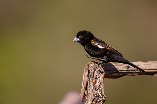 White winged Widowbird (Euplectes albonotatus) sitting in Zimanga game reserve in Kwa Zulu Natal in South Africa