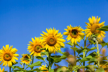 field annual sunflowers