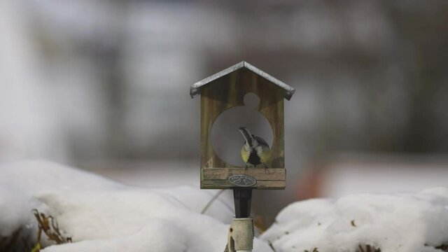 Une mésange picore sur une mangeoire à oiseaux en bois avec un toit métallique