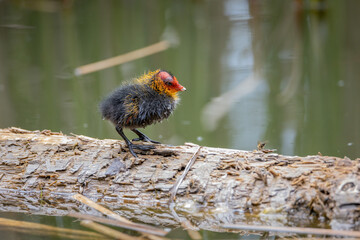One nestling fulica atra stands on a log against the backdrop of a pond.