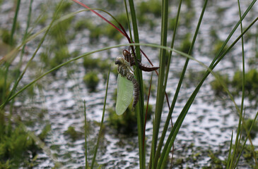 Hochmoor-Mosaikjungfer - Bog Hawker