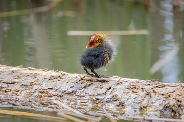One nestling fulica atra stands on a log against the backdrop of a pond.