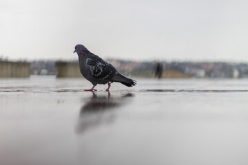 pigeon and park after rain