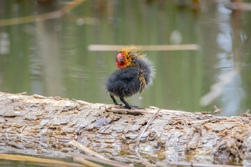 One nestling fulica atra stands on a log against the backdrop of a pond.