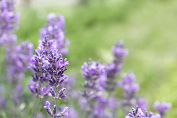 Blooming fragrant lavender flowers on a garden. Aromatherapy.
