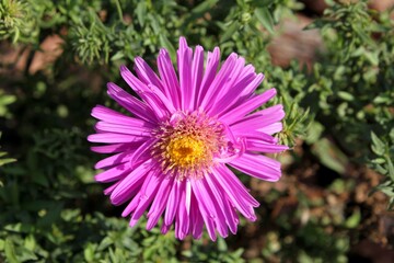 Obraz premium Aster flower close-up on a green background.