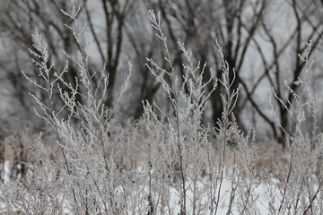 frosted plants in the snow