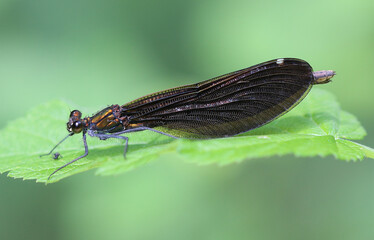 Blauflügel-Prachtlibelle - 