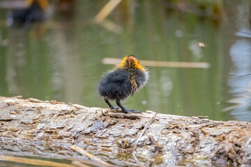 One nestling fulica atra stands on a log against the backdrop of a pond.