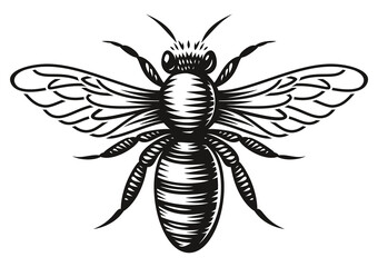 A black and white vector honey bee in engraving style on white background