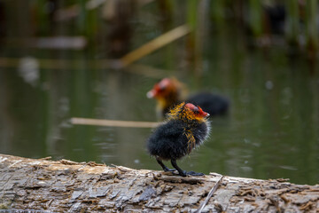 One nestling fulica atra stands on a log against the backdrop of a pond.