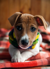 jack russell terrier