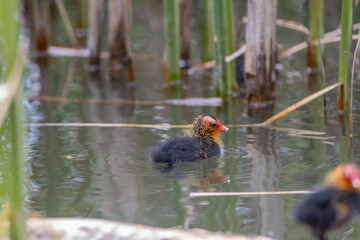 Nestling fulica atra birds swim in the pond. Green reeds are reflected in the water.
