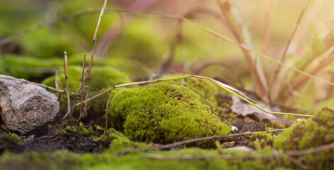 Moss background. Green moss on the floor in sunlight. Close-up, macro, selective focus