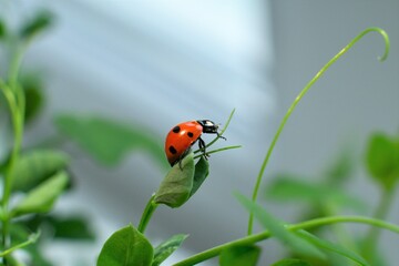 Ladybird in drops of dew.Drops of dew on young sprouts.Fresh micro greens. growing peas sprouts for healthy salad.Close up.Macro.