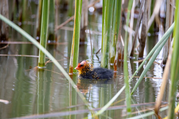 One nestling fulica atra bird swims in a pond among the reeds. Green reeds are reflected in the water.