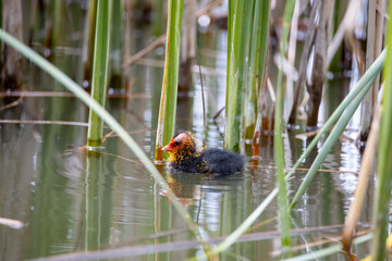 One nestling fulica atra bird swims in a pond among the reeds. Green reeds are reflected in the water.